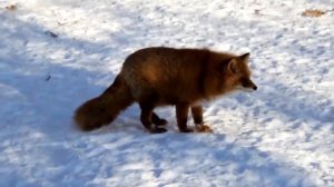 Лиса кричит🦊//крики лисы🦊😦