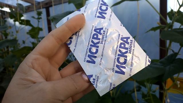 Дайте ОГУРЦАМ таблетки, они не пожелтеют и бурно заплодоносят смотреть онлайн