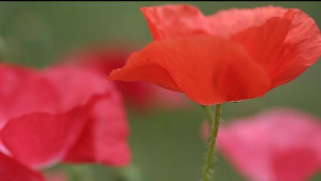 Beautiful Poppies! Прекрасные маки! смотреть онлайн