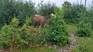 Коровы пасутся на зеленом лугу-корова ест траву-корова на водопое-корова бык мычит-farm animals