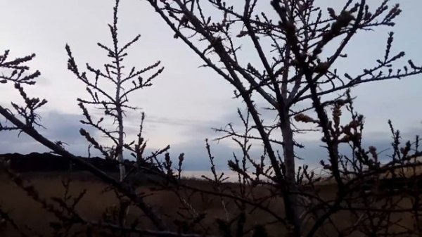 VID 20220505 210215 Дорога (Н. Гумилёв)... Павел Васильев Лахтинский