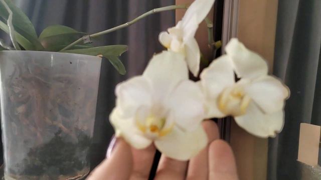 Новая Орхидея бабулетка!😻🦋 смотреть онлайн