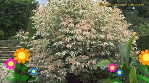 Клен американский Фламинго. Краткий обзор, описание характеристик, где купить acer negundo Flamingo