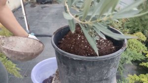 пересаживаем оливковое дерево. посадка и уход.