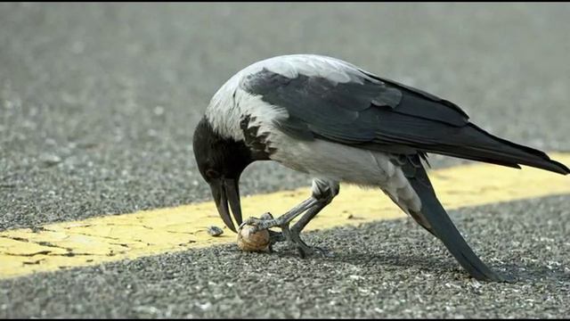 Вороны - это мудрецы... смотреть онлайн