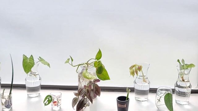 NEW HOUSE PLANT CUTTINGS! #plants | EverDave смотреть онлайн