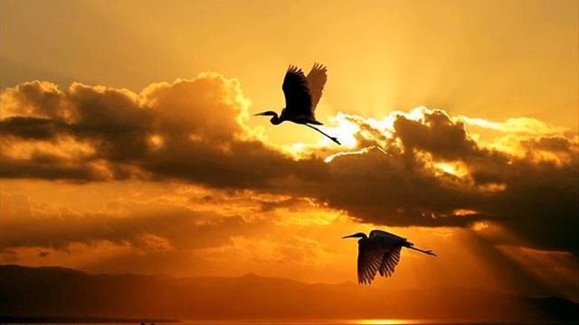 У дикого гуся могучие крылья. смотреть онлайн