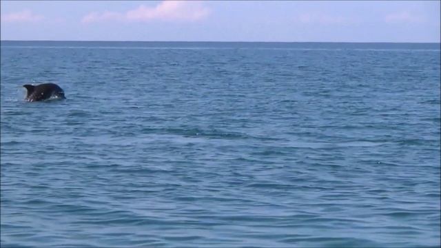 Погоня за дельфинами - Абхазия. 2019.mp4 смотреть онлайн