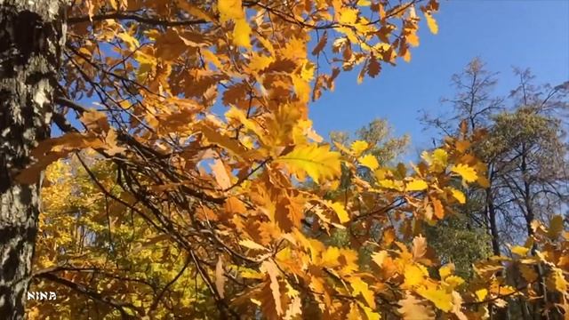 Послушайте Сказочно Красивую МЕЛОДИЮ, Созерцая Прелестную ПРИРОДУ Золотой Осени!