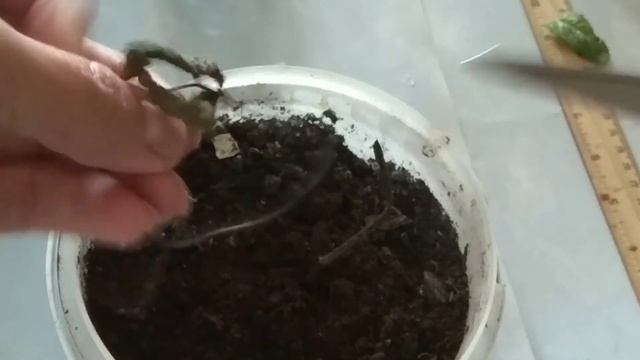 Строительная Рубрика