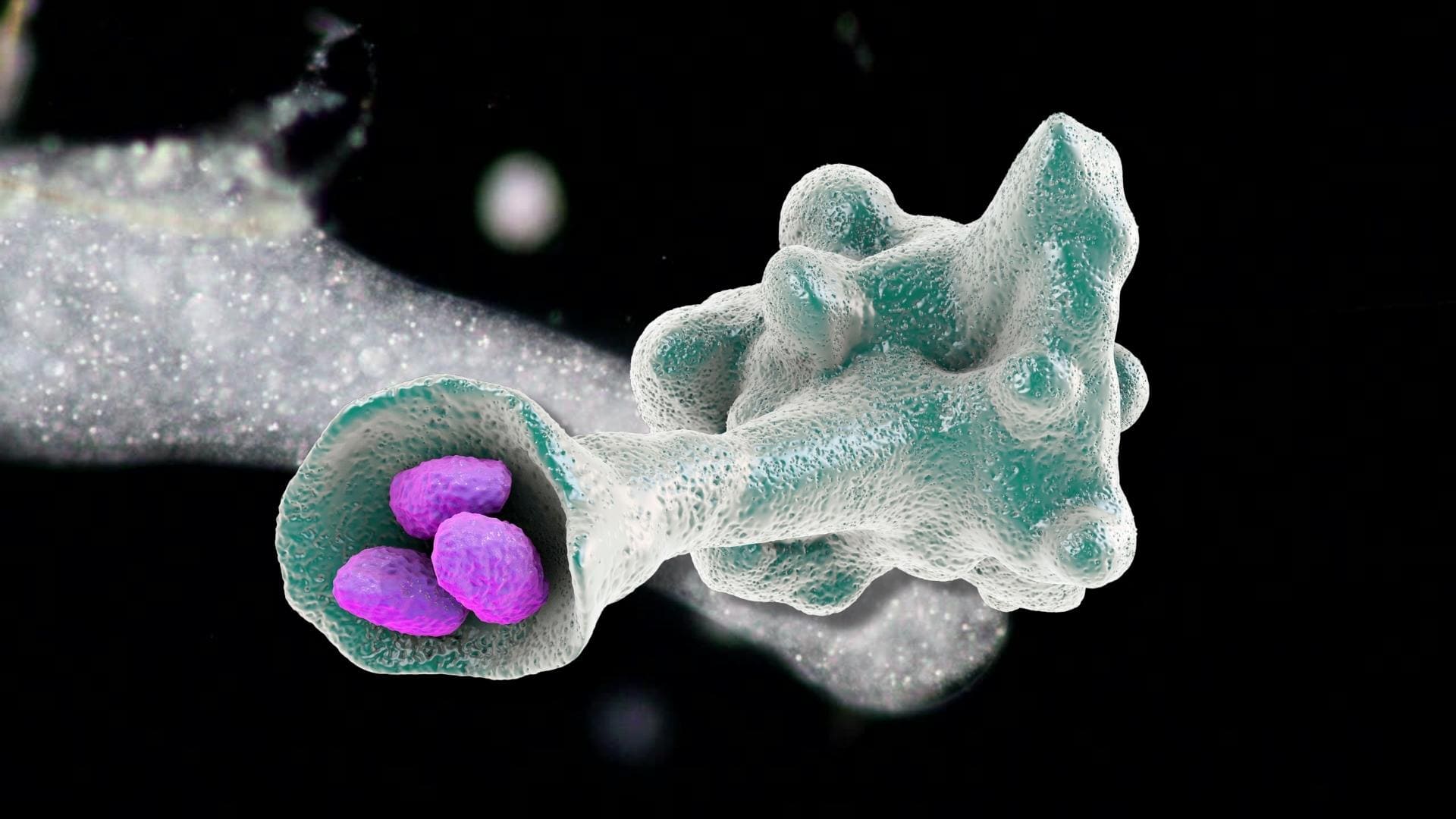 Наглядная биология #3 Амёба (Amoeba) смотреть онлайн