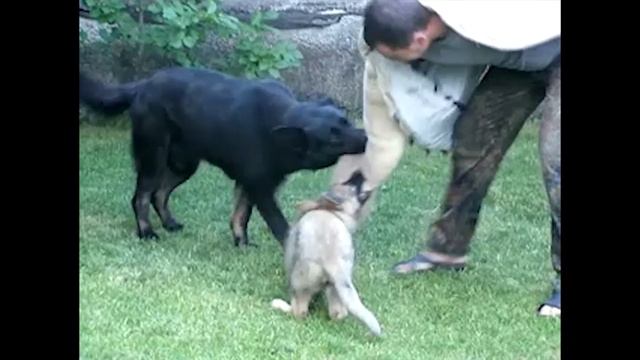 Щенок Немецкой Овчарки. 2,5 месяца. Первые шаги в дрессировке. Working German Shepherd. Puppy. 2,5m смотреть онлайн