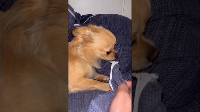 Собака вредитель! Стыдно за своё хулиганство! Мама в гневе 😈 смотреть онлайн