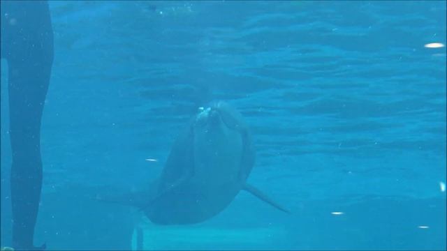 Panasonic Lumix ZS200 | 4K Review | Photo | Video & Audio Test | Seaworld - San Antonio смотреть онлайн