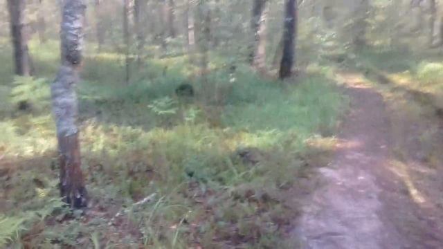 Первые грибочки в лесу - маслята. смотреть онлайн