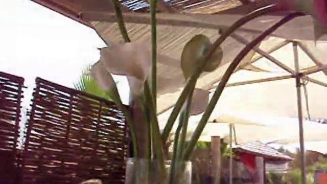 СЕН-ТРОПЕ лазурный берег Франция смотреть онлайн