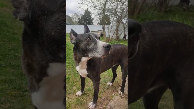 Моя собака из приюта. Три года вместе. Мамино зёрнышко любимое. смотреть онлайн