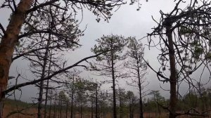 Охота на гуся в Ленинградской области. Осень 2021.