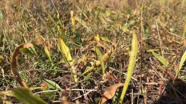 СКОРПИОН ДЕВУШКА ! Что вас ждёт в паре со скорпионом/ астрология/астролог/знак зодиака смотреть онлайн
