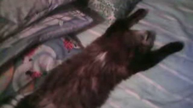 кот спит:D смотреть онлайн