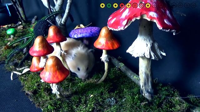 Hamster Halloween Obstacle Course! Huge Candy Haul! смотреть онлайн
