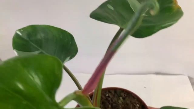 филодендрон белая принцесса с розовым листом смотреть онлайн