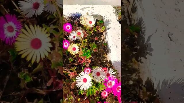 ОБОЖАЮ МЕЗЕМБРИАНТЕМУМ,конец сентября,а они в самом соку? @SkladchikovsEatandTalk смотреть онлайн