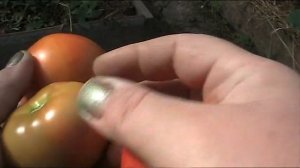 Сорт томата Белый налив 241 // Секреты хороших урожаев.