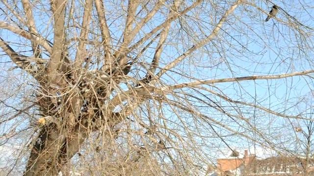 Ворон черный (обыкновенный) смотреть онлайн