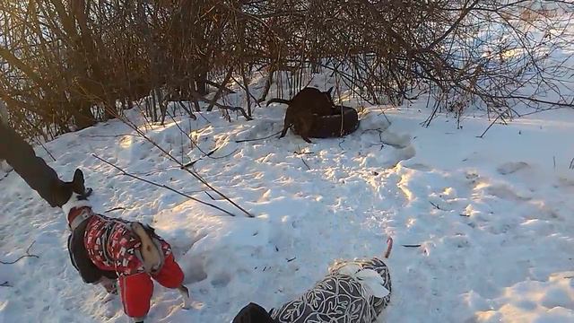 татышев красноярск февраль 2017 шина бультерьер смотреть онлайн