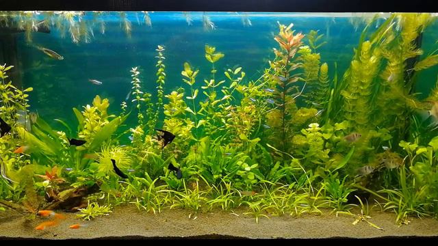 Аквариумные дела, проредил растения в большом аквариуме #nik_72 смотреть онлайн