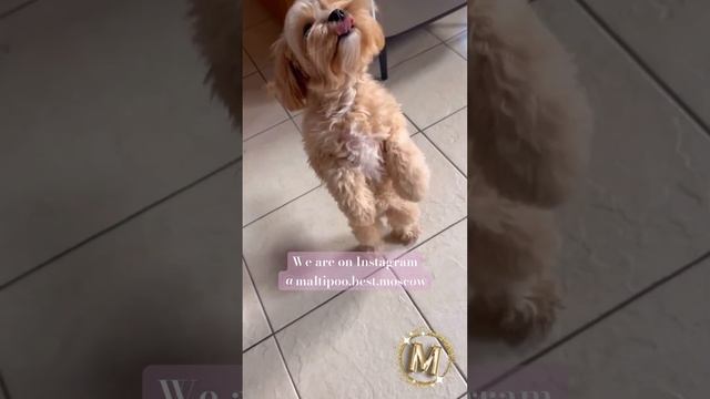 #maltipoo #мальтипу #минисобачки #питомник #maltipoopuppy #puppy #dogs #щенки #dog #doglovers смотреть онлайн
