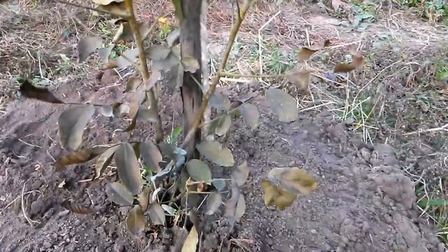 Грецкий орех . Подготовка к зиме смотреть онлайн