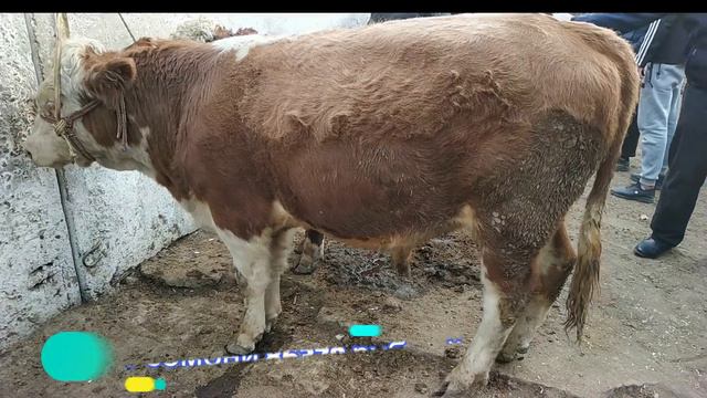 гов бозори регар пахтаобод гови майда ва калон 27 октиябр смотреть онлайн