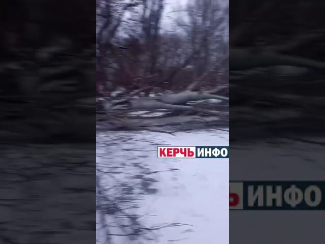 Огромный тополь упал в Керчи: часть домов осталась без света смотреть онлайн