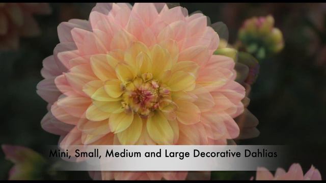 Dahlia Varieties - Over 50 different Flowers and 7 Flower Types - Plus Growing Tips смотреть онлайн