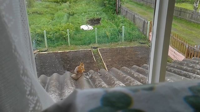 Белка ест семечки у нас на даче))) смотреть онлайн