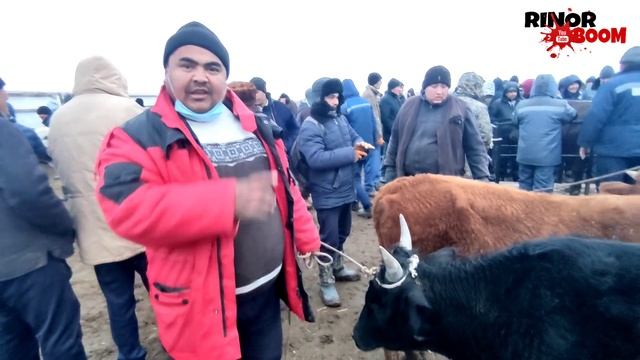 МАЛ БАЗАР 17-НОЯБРЬ/ҚАНЛЫКОЛ МАЛ БАЗАРЫ/СКОТНЫЙ РЫНОК/BUQALAR/BIG BULLS IN THE WORLD/BIG COW/2021