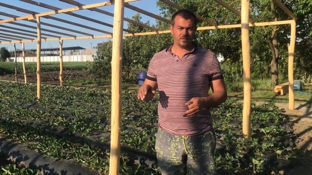 43/20Что нужно сделать с усами на клубнике? Как развить куст клубники? смотреть онлайн