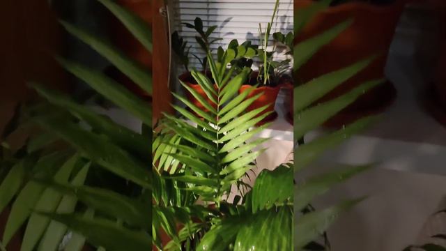 Подкормка растений по листу! смотреть онлайн