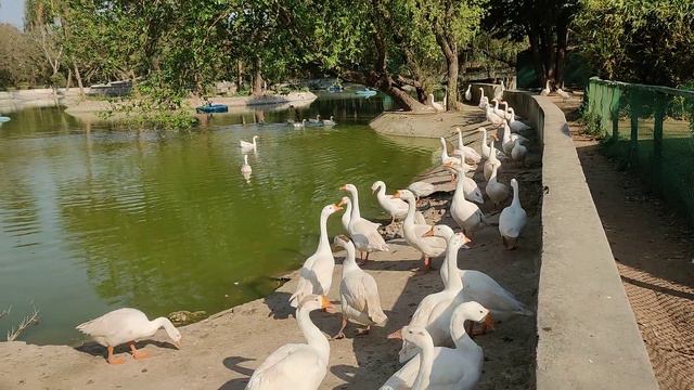Majestic, rare and elegant Ducks Roaming Chatbir Zoo смотреть онлайн