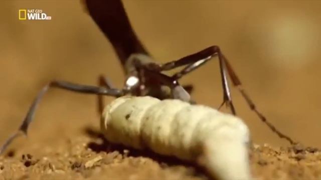 Сколопендра поймала летучую мышь. Как охотятся насекомые?