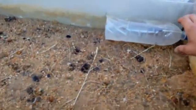 Система туманообразования для зеленого ?черенкования растений.? смотреть онлайн