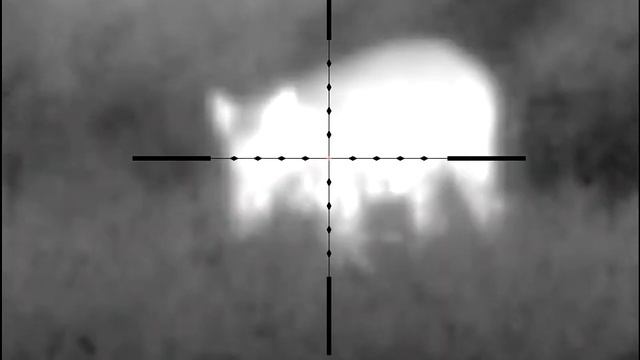 Pulsar Thermion 2 XP50 - Wild Boar Real Hunting (Thermal Riflescope)