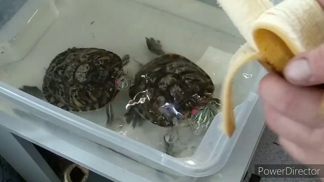 Челюсти - Черепаха людоед смотреть онлайн