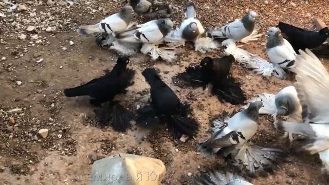 КОЛЛЕКЦИЯ ШИКАРНЫХ ГОЛУБЕИ Игорья Потапенка в городе Черкесск смотреть онлайн