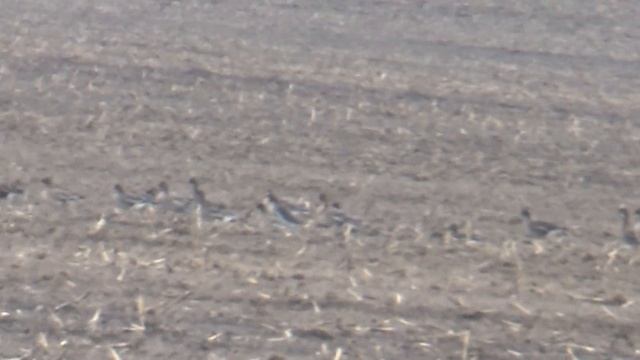 27.02.2020 г. прилетел гусь . смотреть онлайн