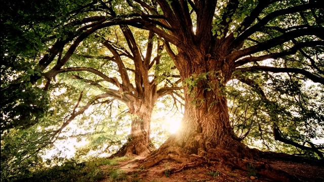 sunlight through the trees | Calming soothing music for Deep Sleep & Stress Relief & Fall sleep fas смотреть онлайн