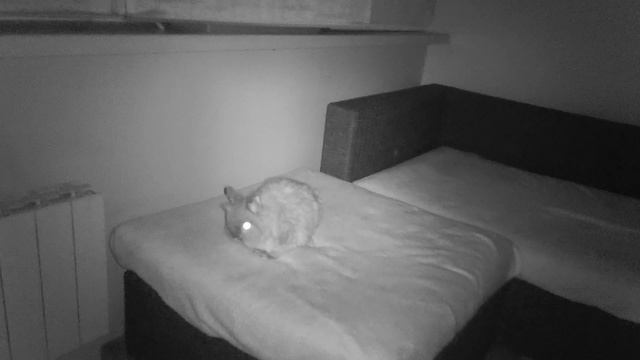 DOOGEE V31GT защищенный смартфон с тепловизором. Обзор и тестирование. смотреть онлайн