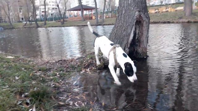 Моя собака🐕 стаффорд🐕🦺 питбуль. собаки.животные смотреть онлайн